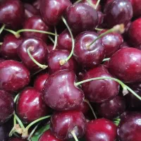 گیلاس و آلبالو و زرد آلو  درجه یک