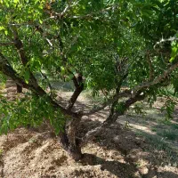 زمین-بادام-شوراب-صغیر