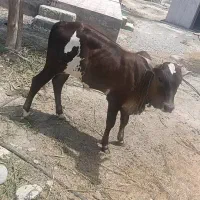 فروش یک عدد گاو باگوساله