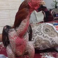 خروس لاری افغان