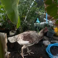 مرغ چابهاری  تخم گذار