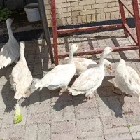 غاز|حیوانات مزرعه|کبودرآهنگ, |دیوار