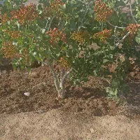 فروش-باغ-پسته-ثمری