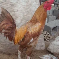 خروس|حیوانات مزرعه|بندرعباس, |دیوار