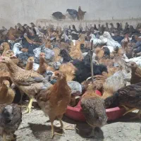 جوجه محلی