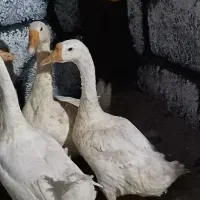 قوغاز