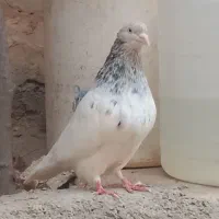 کبوتر