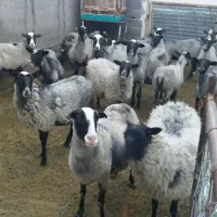 عرضه گوسفند زنده بهداشتی با قصاب در محل