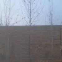 درخت چنار|حراج|مشهد, ویلاشهر|دیوار