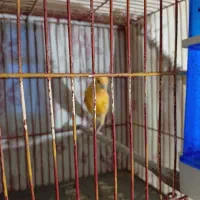 فروش قناری ماده