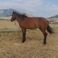 اسب