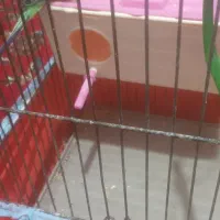 مرغ عشق