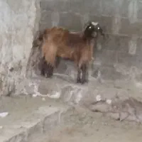 بزغاله