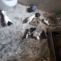 ۶ تا رنگی دورگ  نر