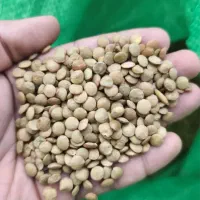 عدس ، عمده فروشی