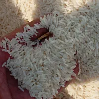 برنج هاشمی دره رود