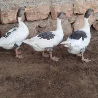 غاز