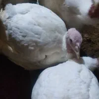 بوقلمون گوشتی