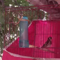 فروش سهره ماده اهلی