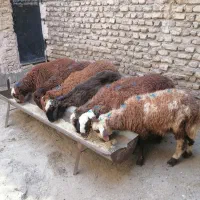 بره نر افشاری 7 تا