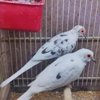 کبوتر خانگی