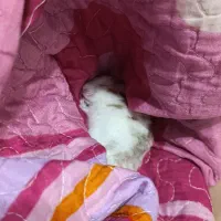 همستر|موش و خرگوش|قروه, |دیوار