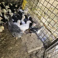 جوجه گلین پنگوئنی وتخم مرغ گلین