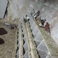 ده جفت کبوتر عطیقه