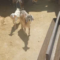 فروش سه راس گوسفند