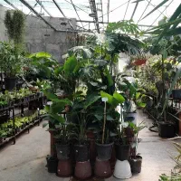 فروشنده و صندوق دار خانم برای گلفروشی