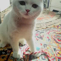 گربه نر برای جفت گیری