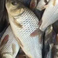 فروش ماهی زنده  آمور