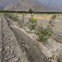 باغ پسته و زمین کشاورزی