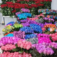فروش انواع گل رز