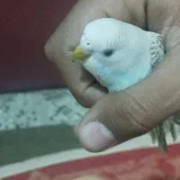 مرغ عشق فول دستی