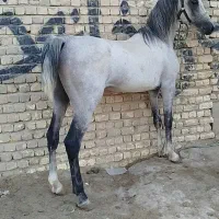 نریان نیله