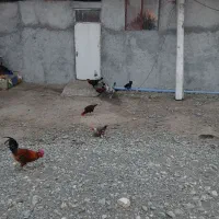 خروس جوان