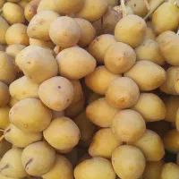 خارک رطب