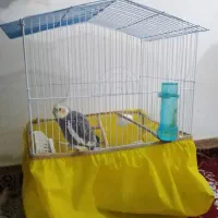 عروس هلندی با قفس
