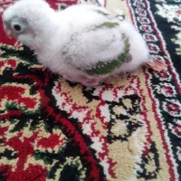 جوجه گرینچیک