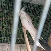عروس هلندی