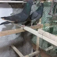 کبوتر