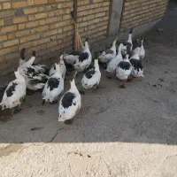غاز