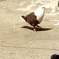 کبوتر کله دمسفید درجه یک