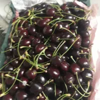 گیلاس تک فردو