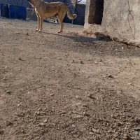 سرابی