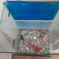 اکواریوم