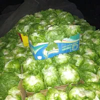 خرید و فروش کاهو سالادی و رسمی، خریدنقدی از کشاورز