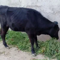 گوساله ماده