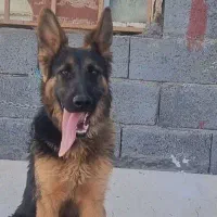 سگ ژرمن  شپرد فروشی